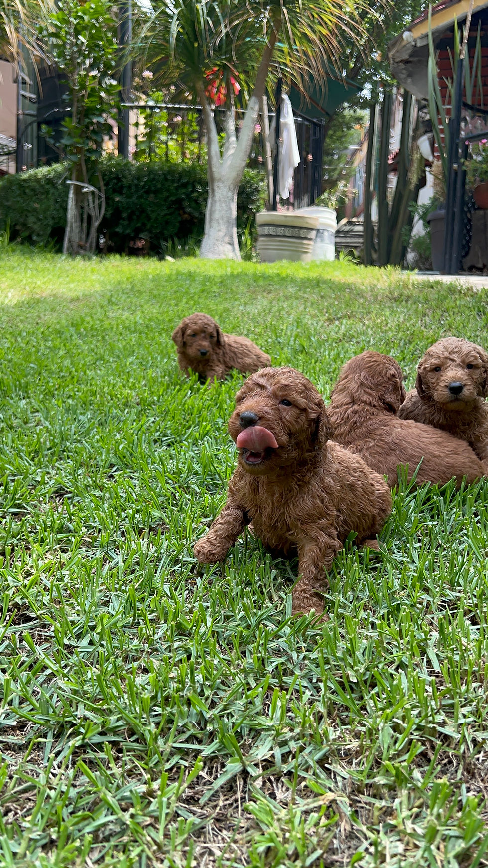 Miniatura: Goldendoodle Hembras 