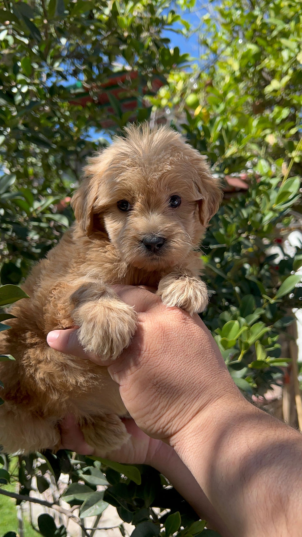 Miniatura: Hembra GoldenDoodle 