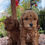 Miniatura: GoldenDoodles Macho 