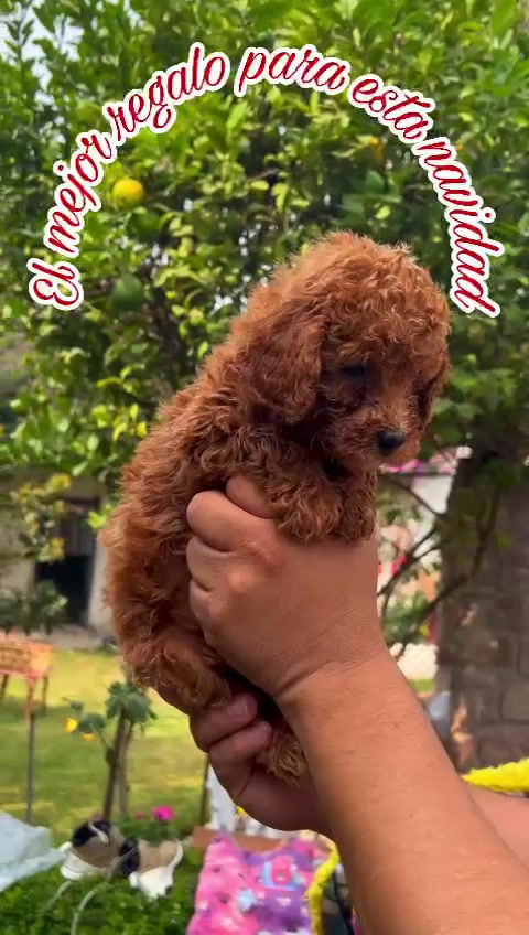 GoldenDoodle Hembra 1