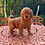 Miniatura: GoldenDoodle Macho 1