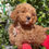 Miniatura: GoldenDoodle Macho 