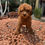 Miniatura: GoldenDoodle Macho Mini