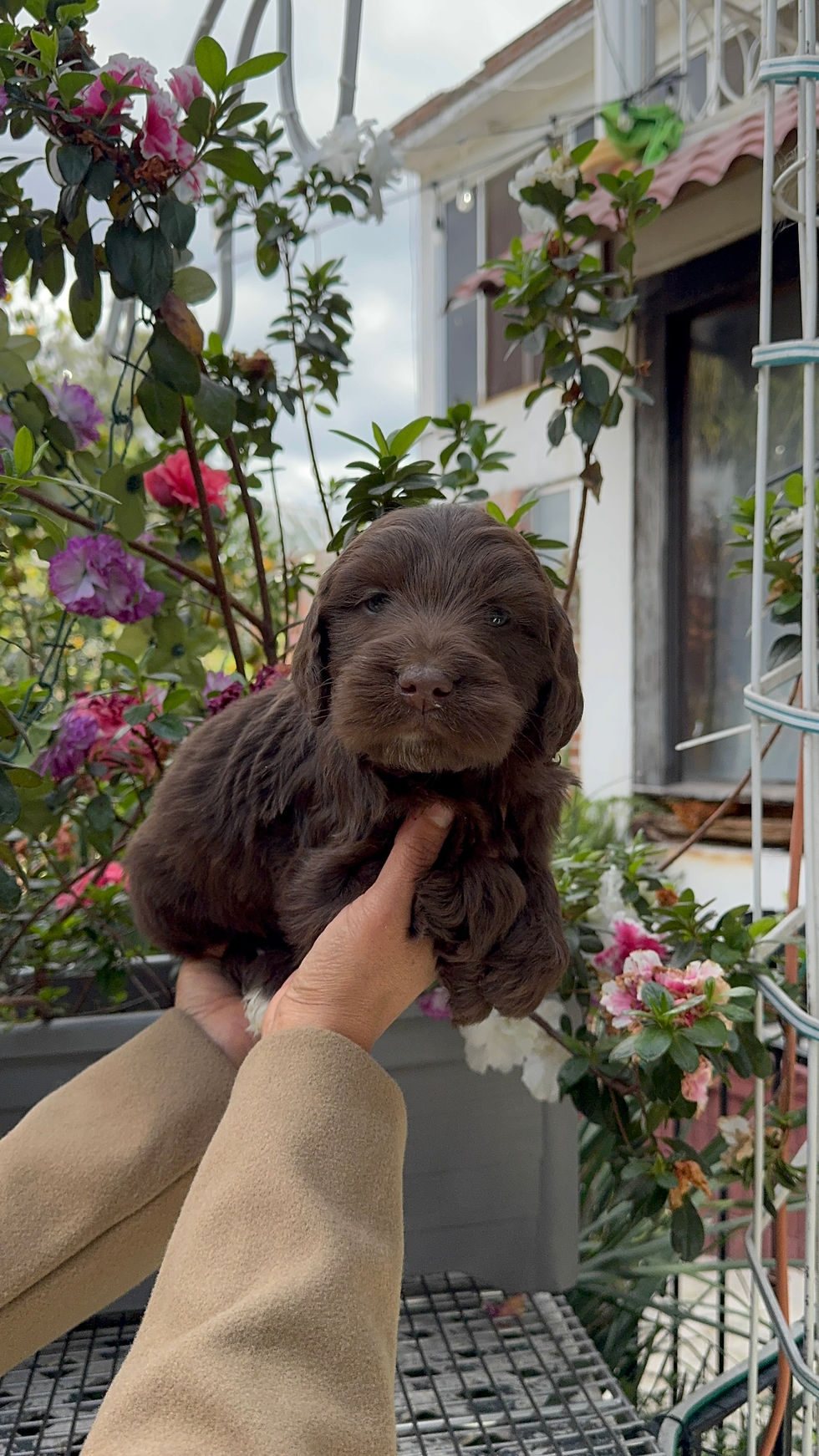 Miniatura: GoldenDoodle Hembra Chocolate
