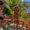 Miniatura: GoldenDoodle Hembra