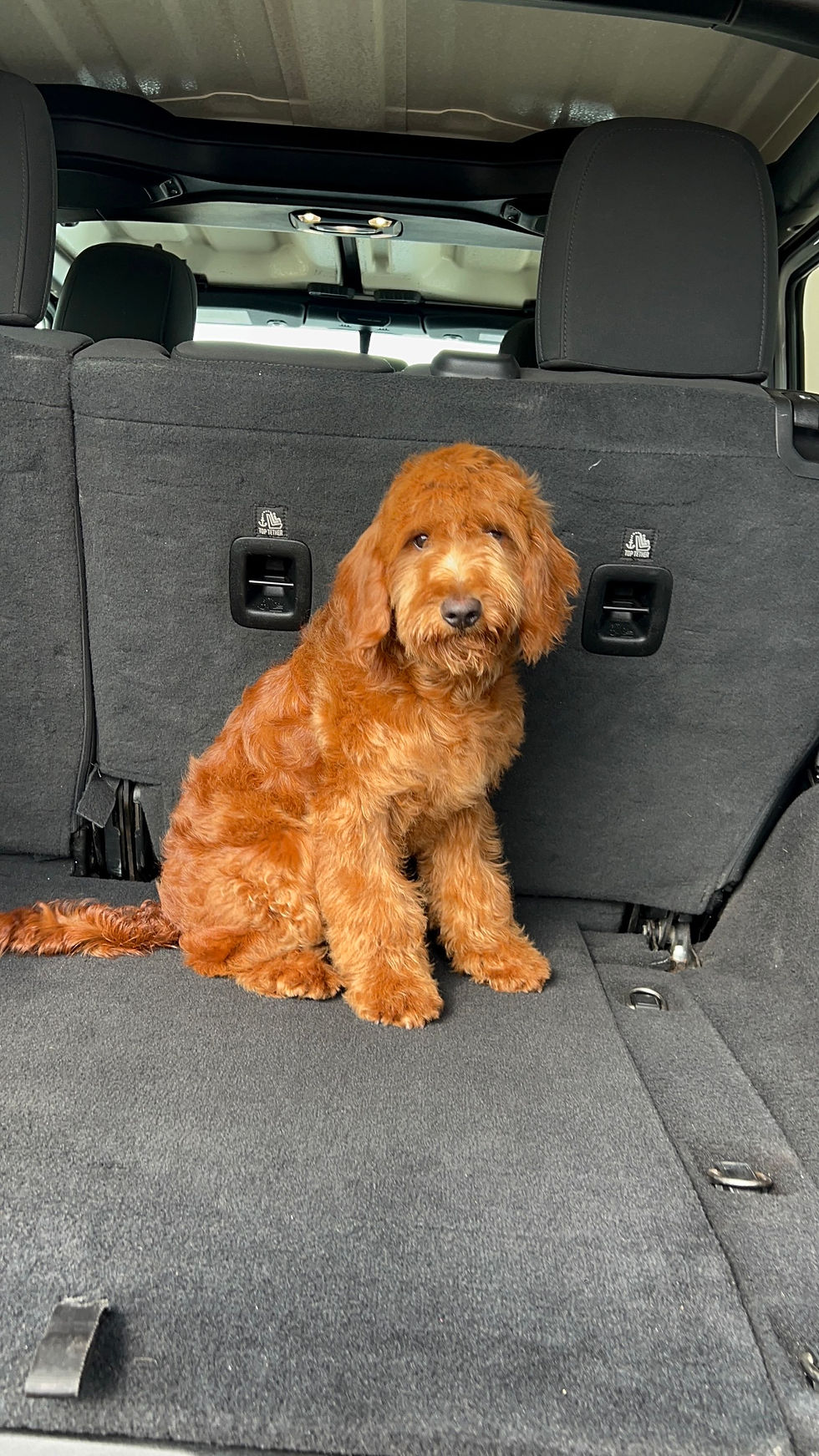Miniatura: GoldenDoodle Macho