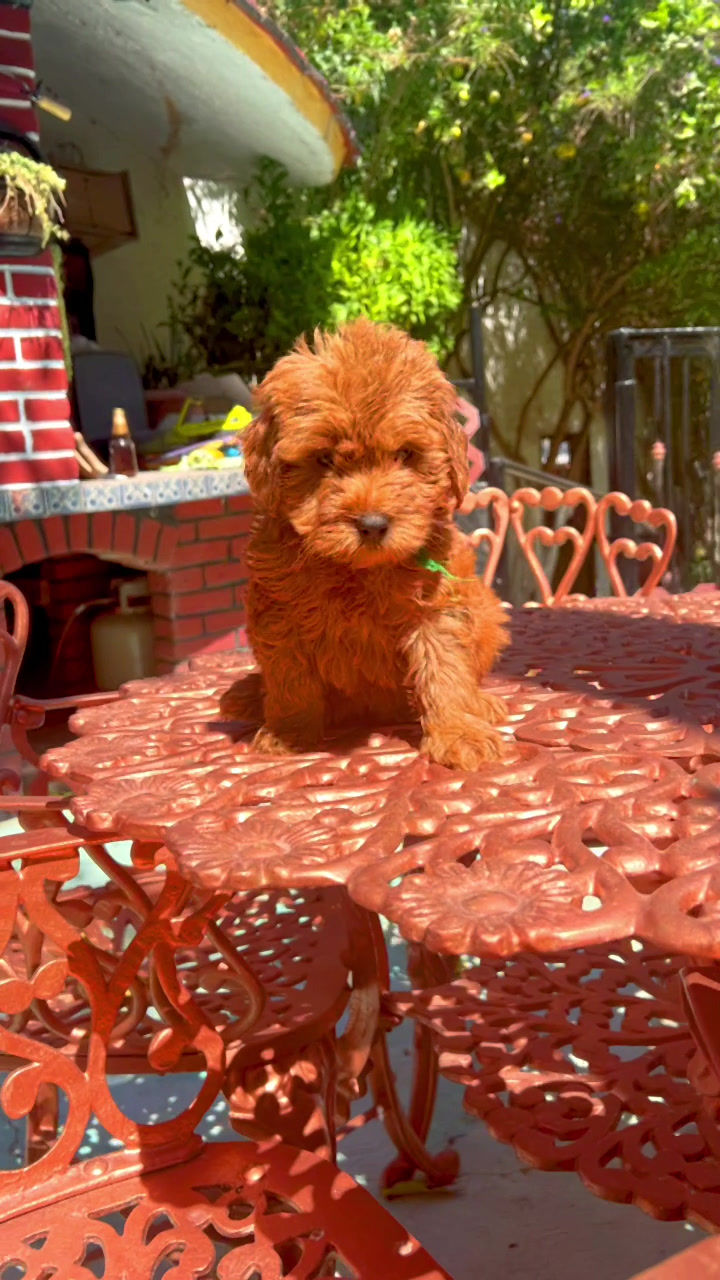 Miniatura: GoldenDoodle Hembra 2