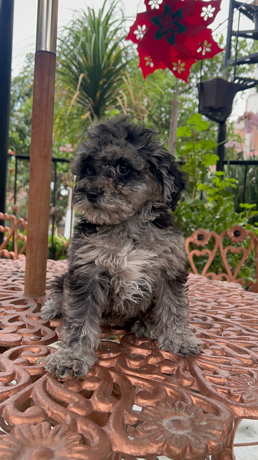 Miniatura: GoldenDoodle Merle Hembra