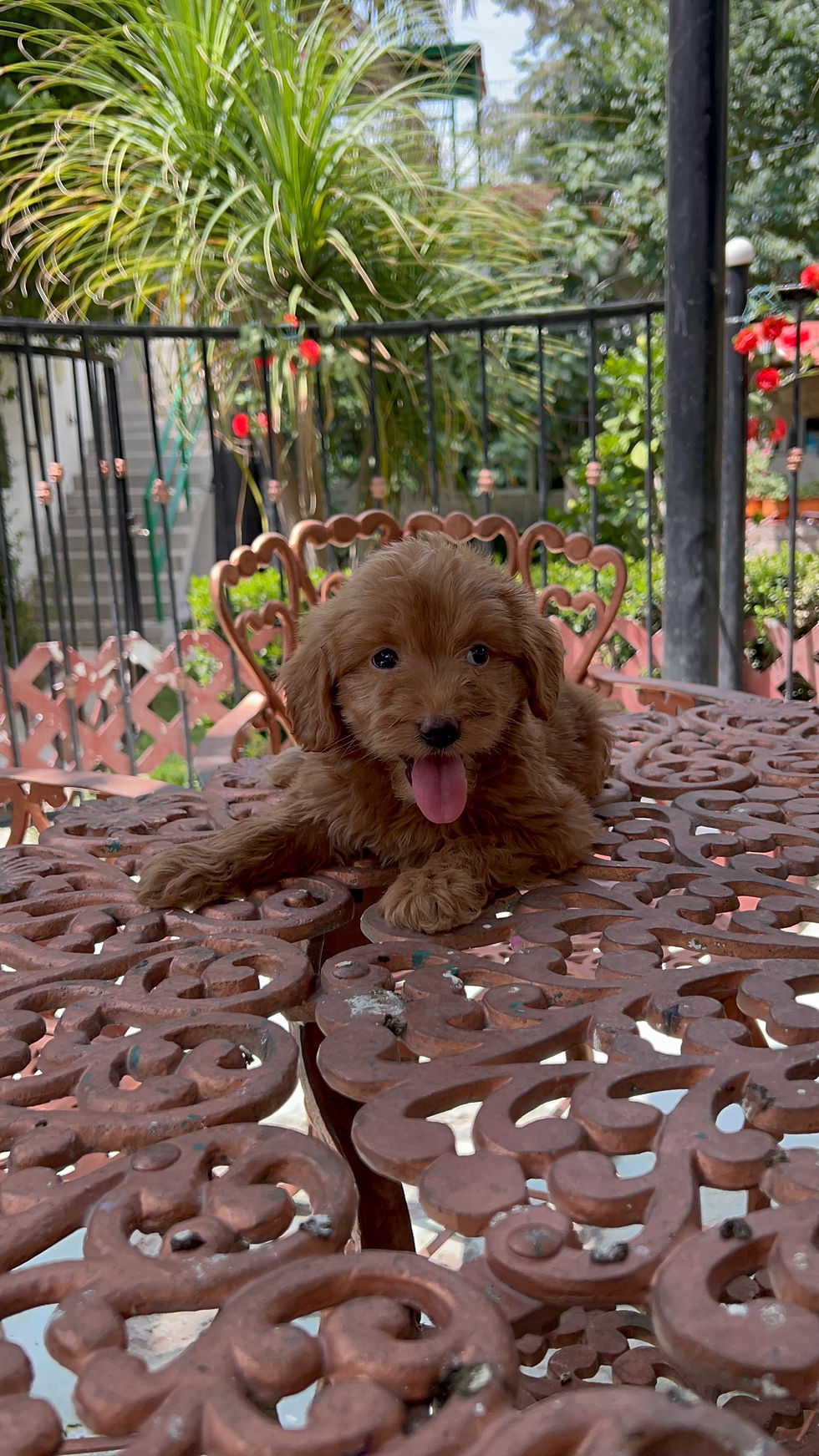 Miniatura: GoldenDoodle Hembra 