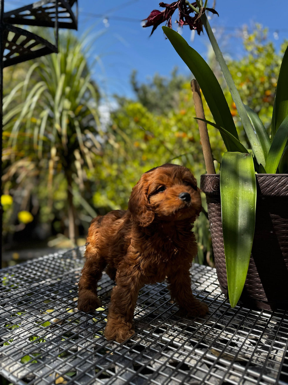 Miniatura: hembrita goldendoodle 