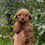 Miniatura: GoldenDoodle Macho