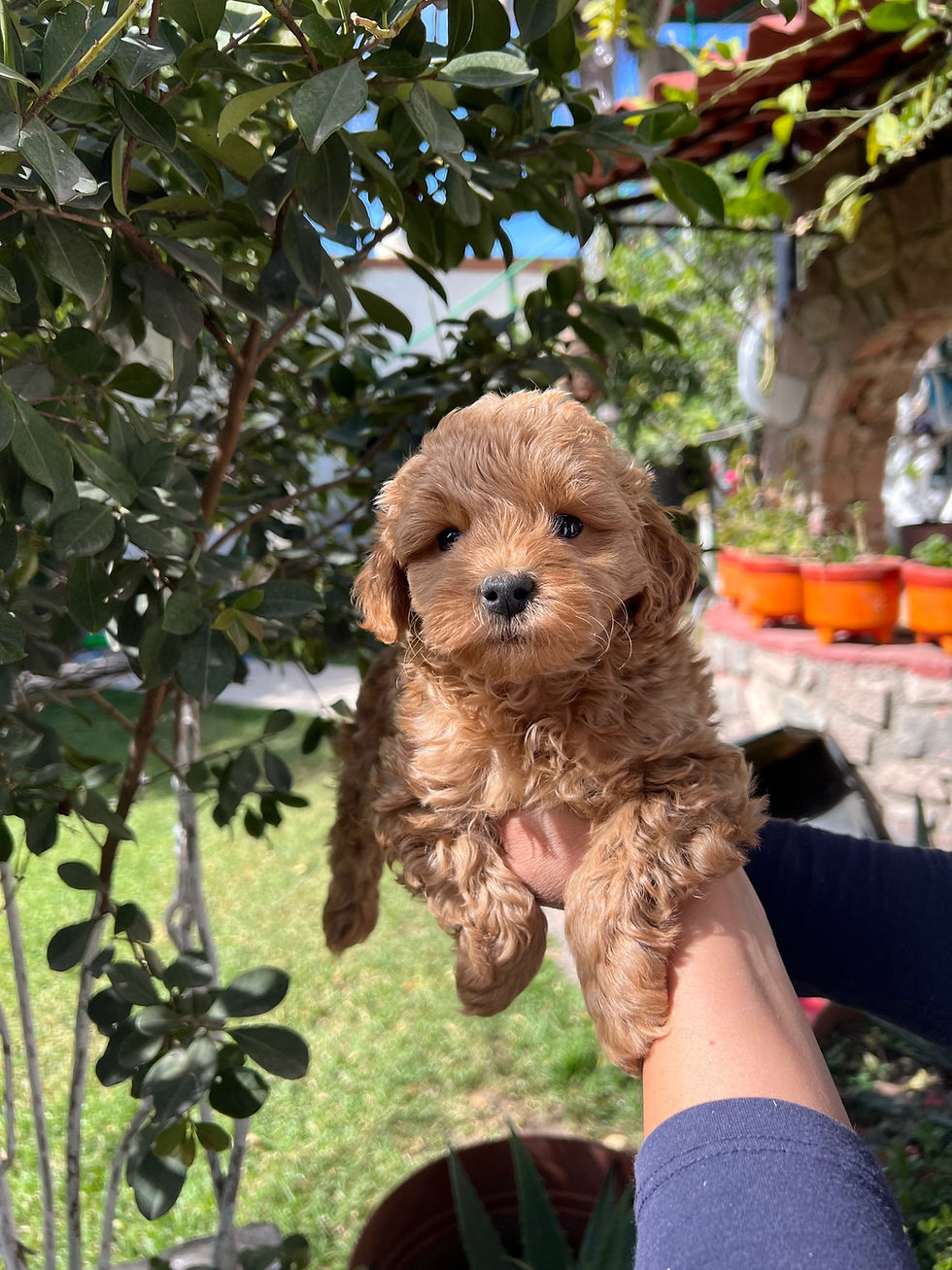 Miniatura: GoldenDoodle Mini Macho