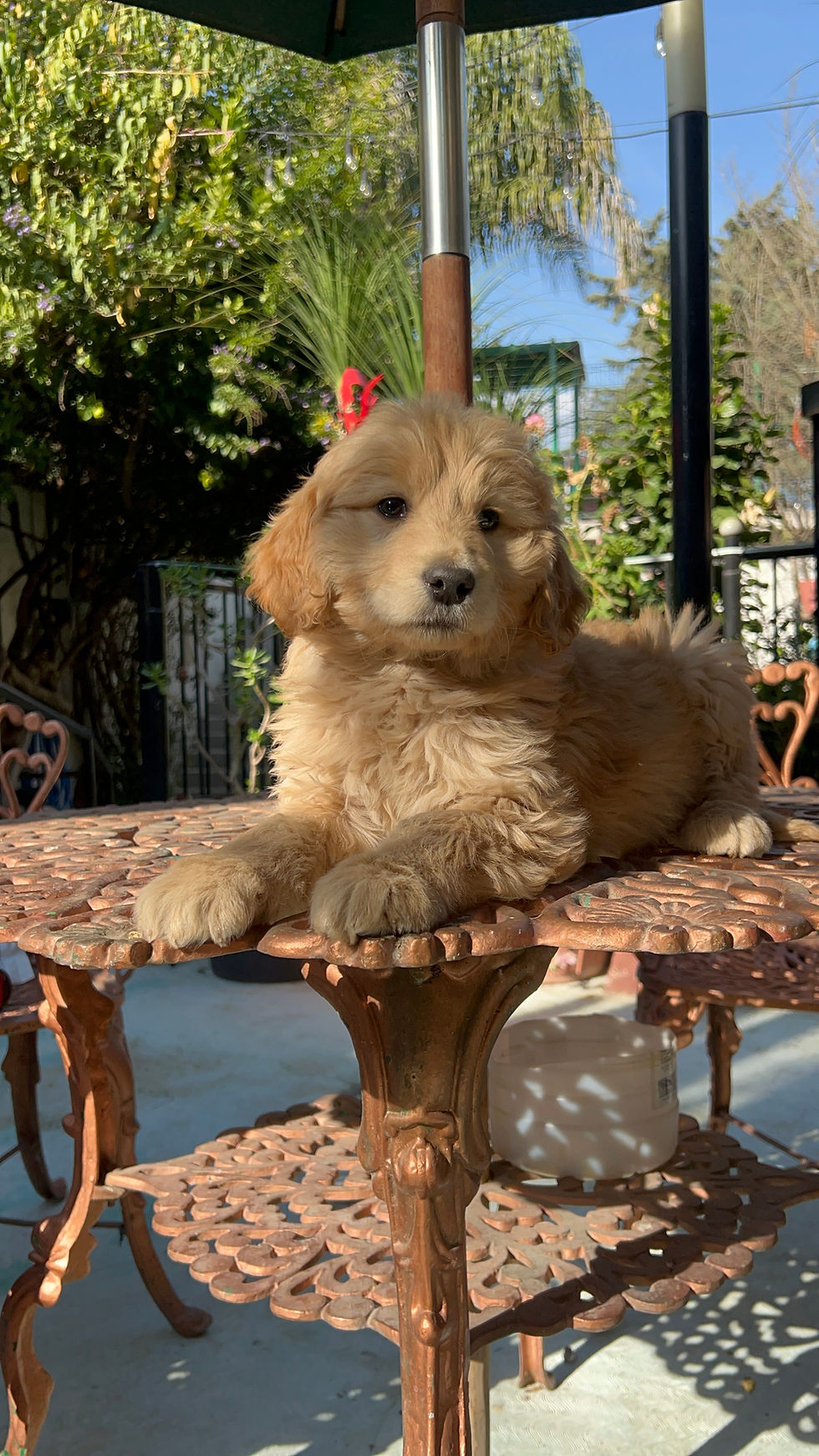 Miniatura: GoldenDoodle Standar Hembra 