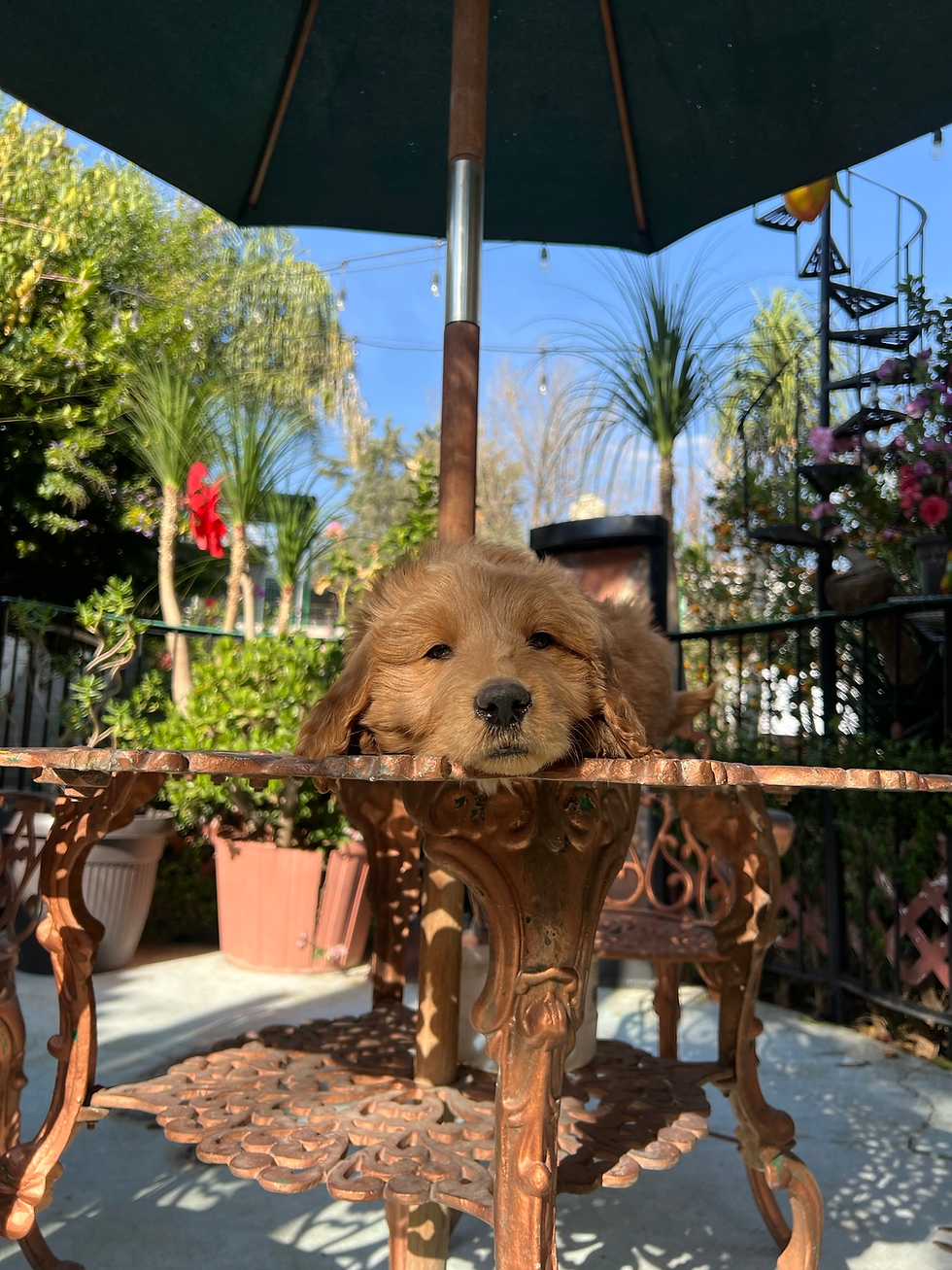Miniatura: GoldenDoodle Standar Macho 