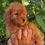 Miniatura: GoldenDoodle Hembra