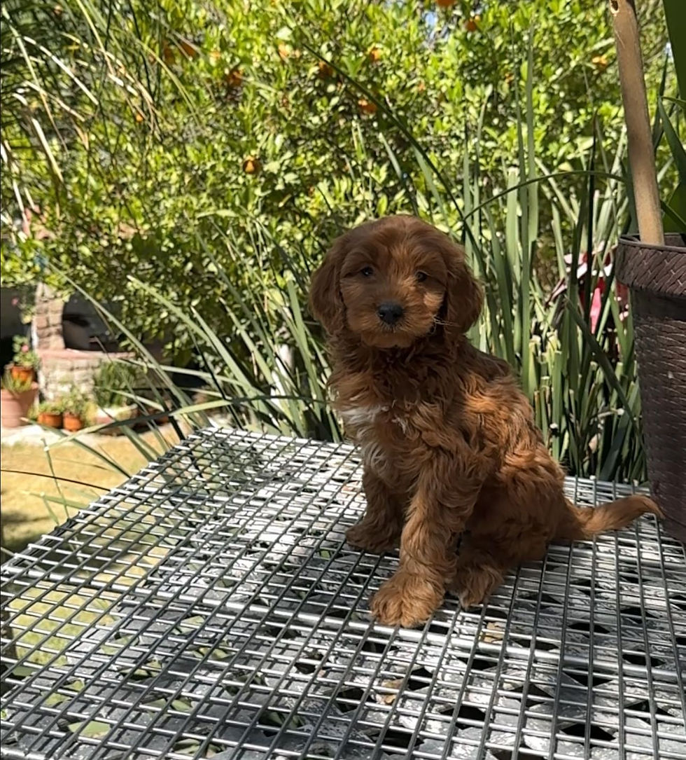 Miniatura: Hembritas Goldendoodle 
