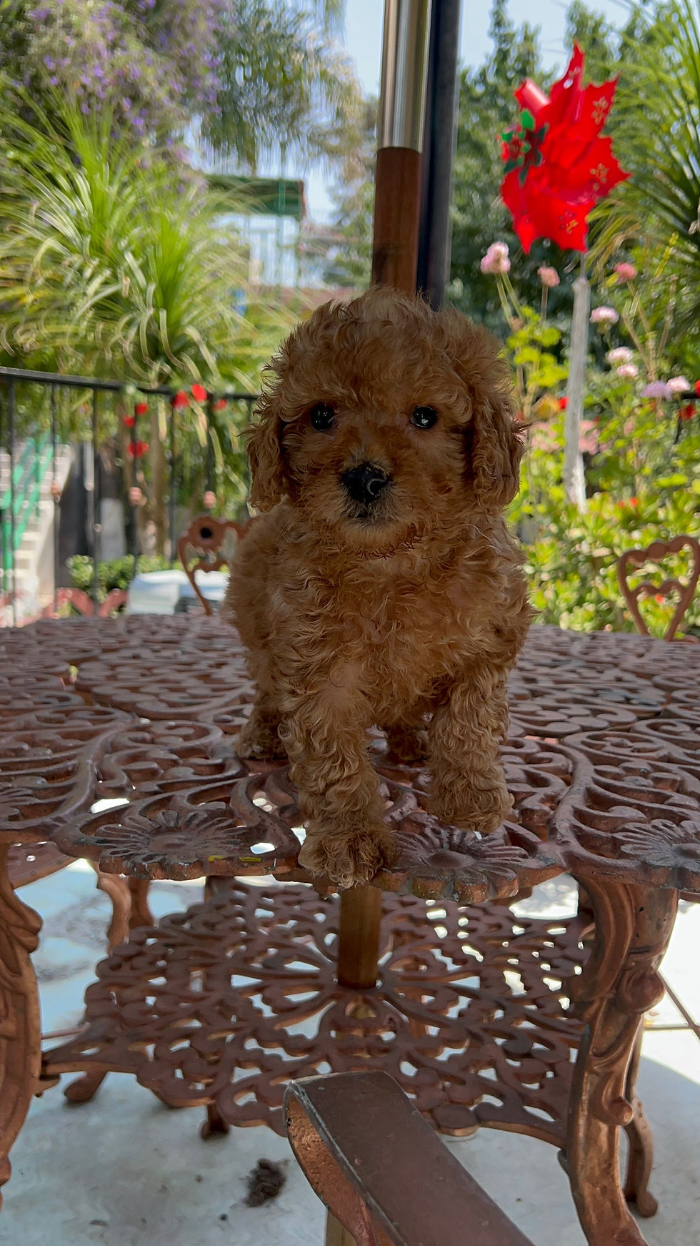 Miniatura: GoldenDoodle Macho 