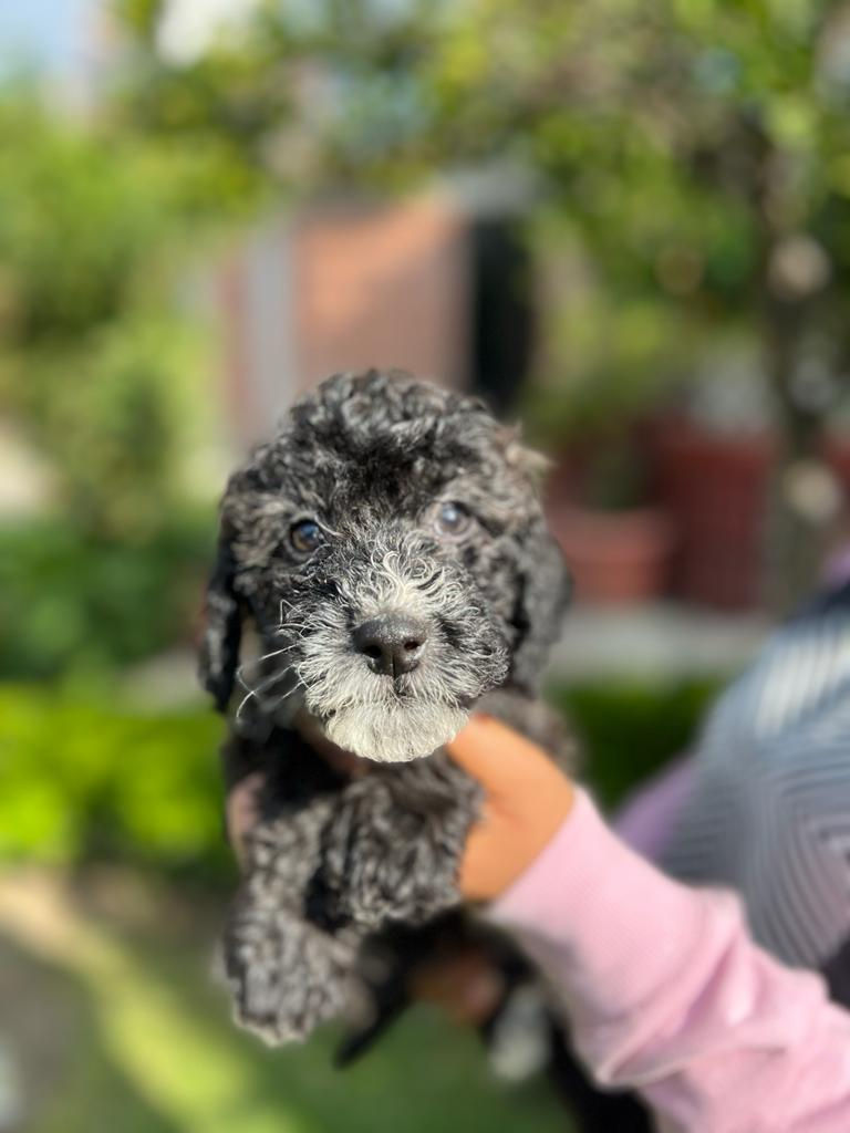 Miniatura: Mini GoldenDoodle Negro