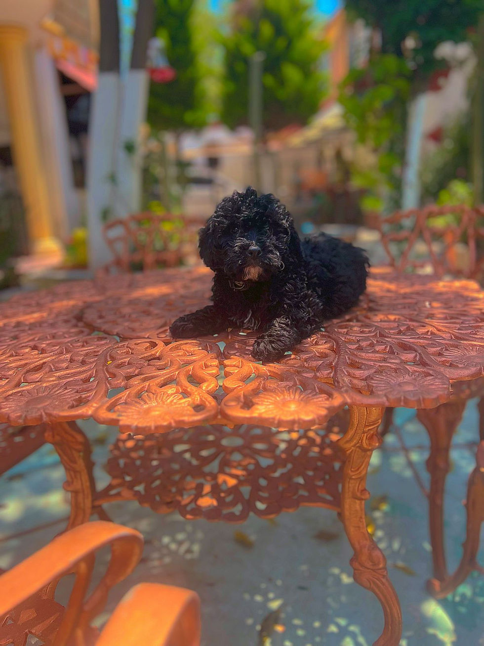Miniatura: BernesDoodle Macho 3