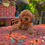 Miniatura: GoldenDoodle Hembra