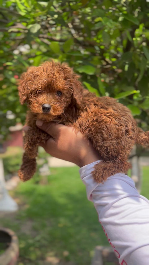 Miniatura: Goldendoodle Macho