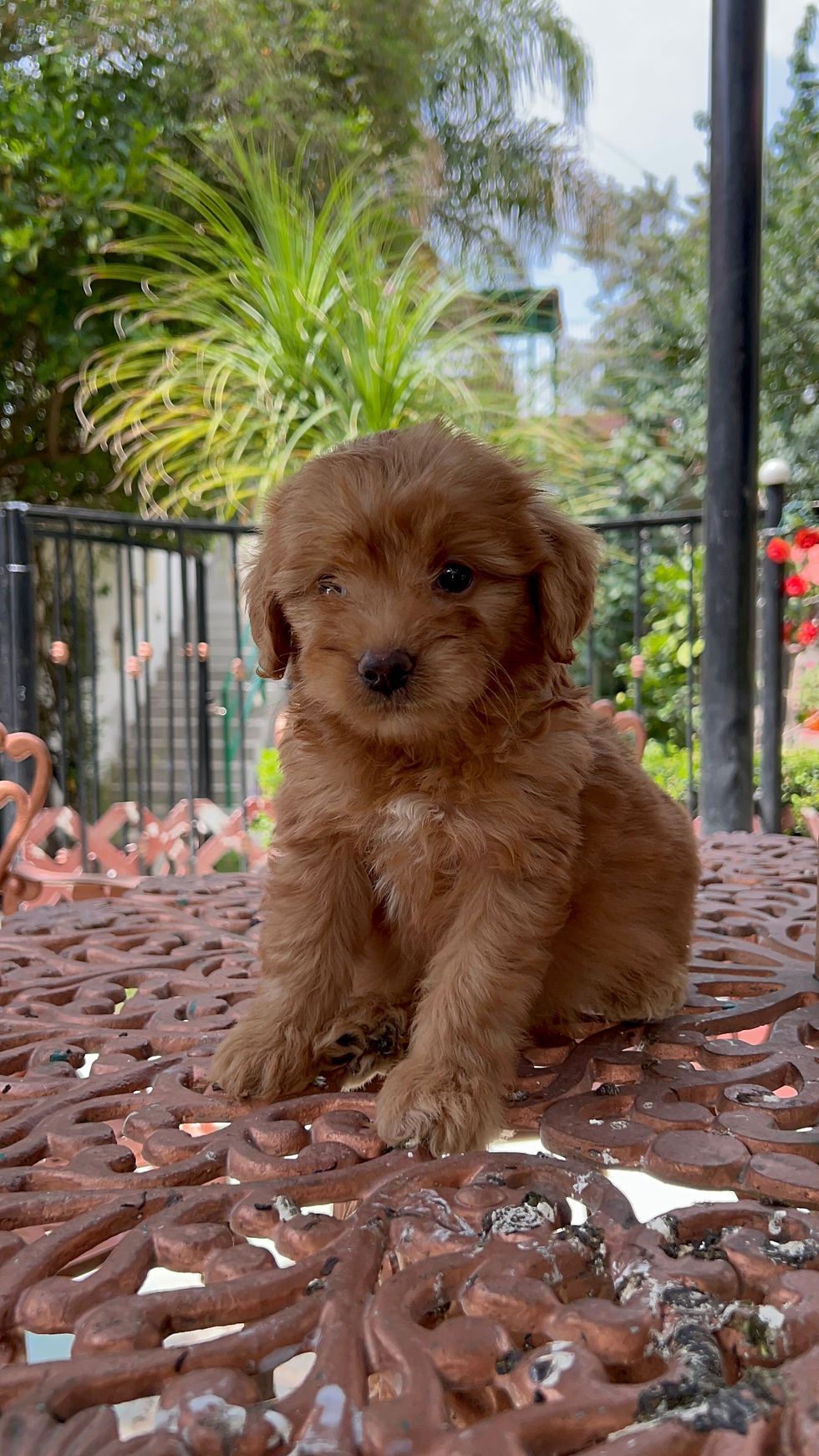 Miniatura: GoldenDoodle Hembra 