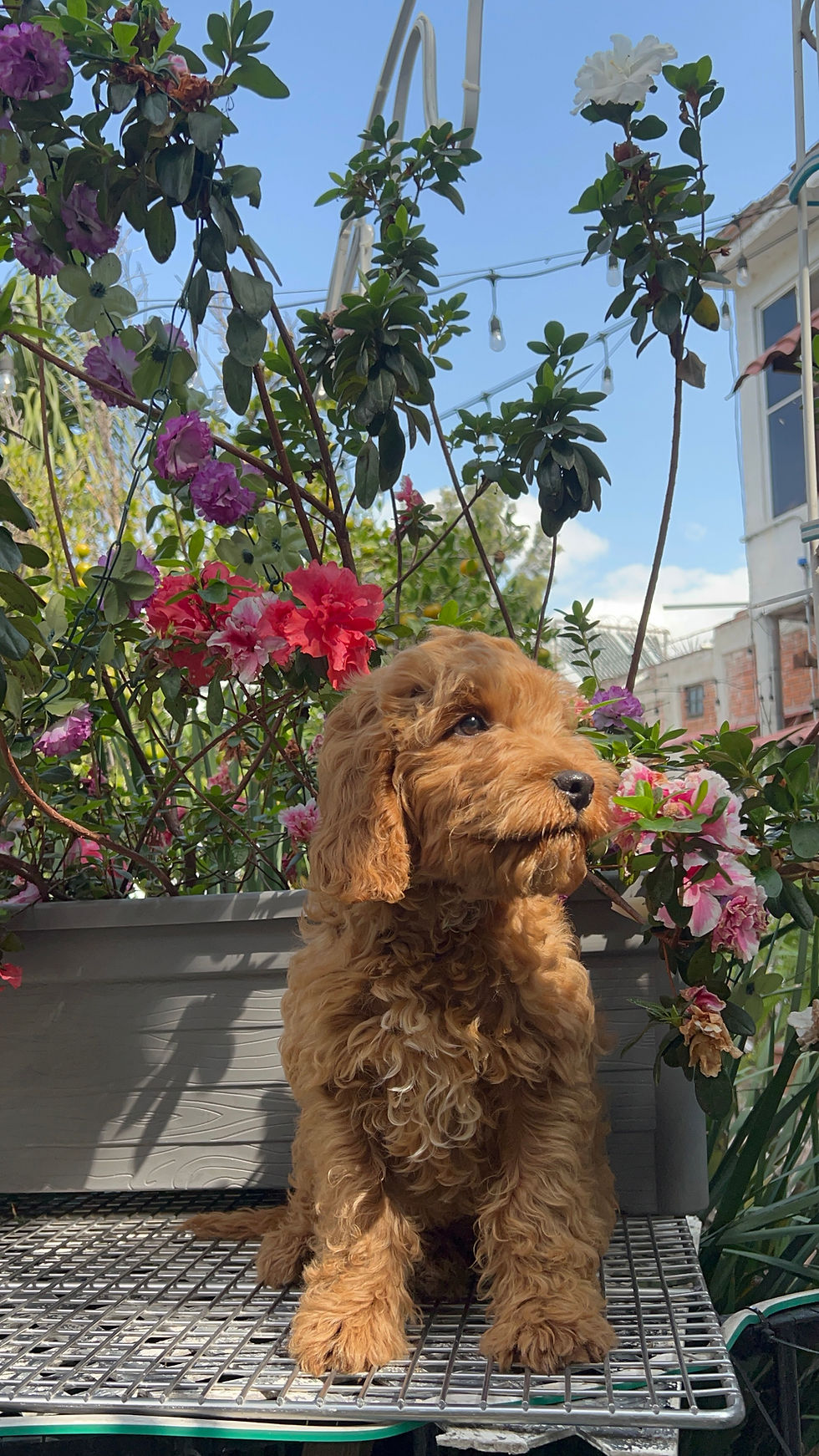 Miniatura: Goldendoodle Macho