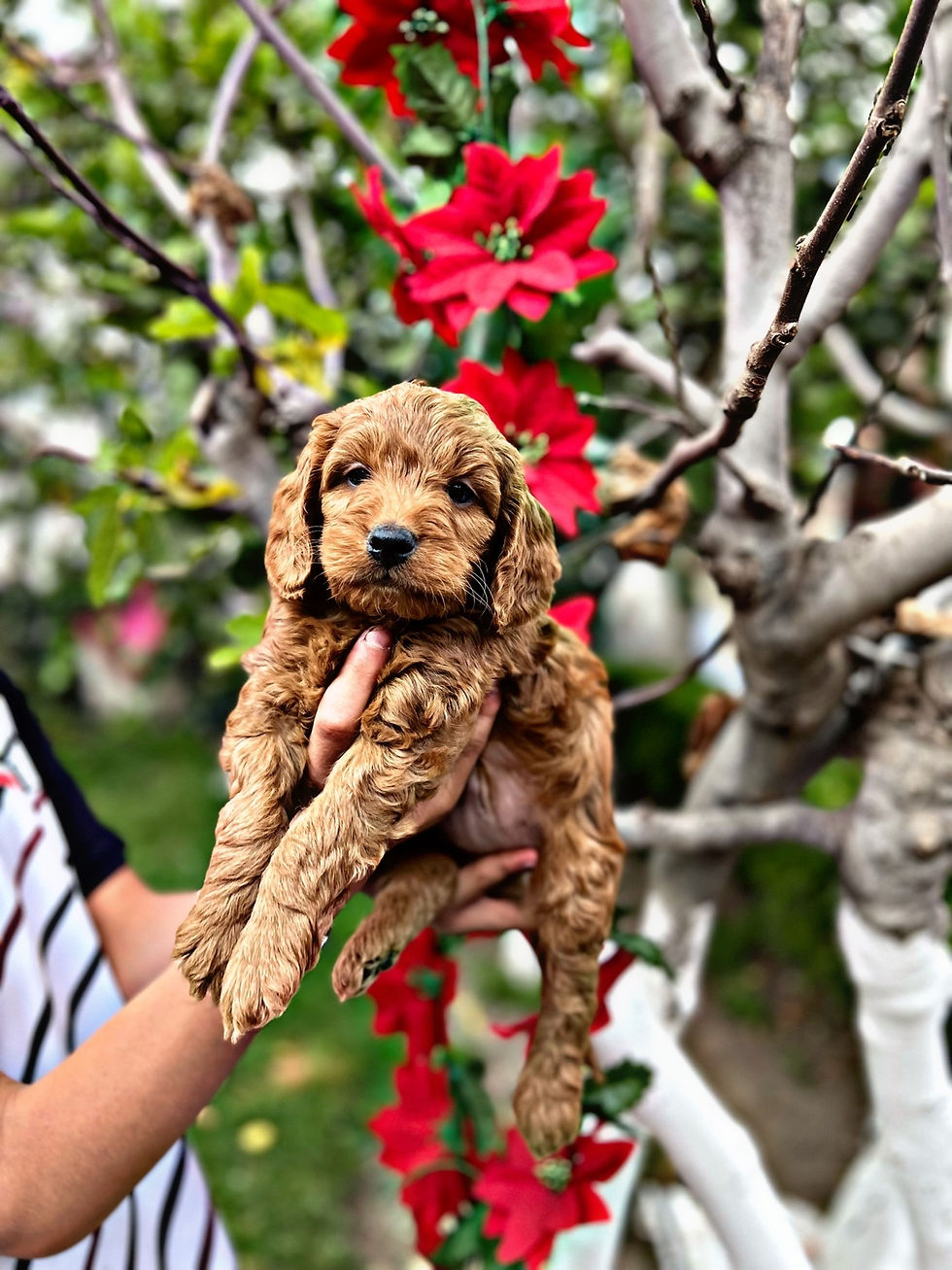 Miniatura: GoldenDoodle Macho