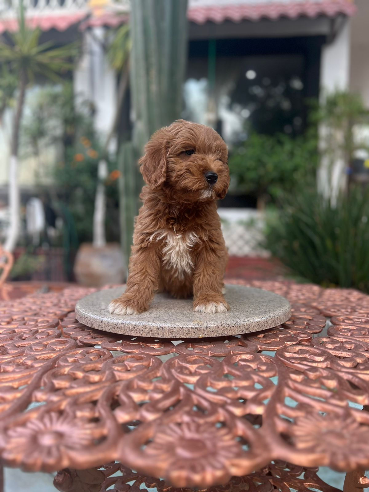 GoldenDoodle Macho 2