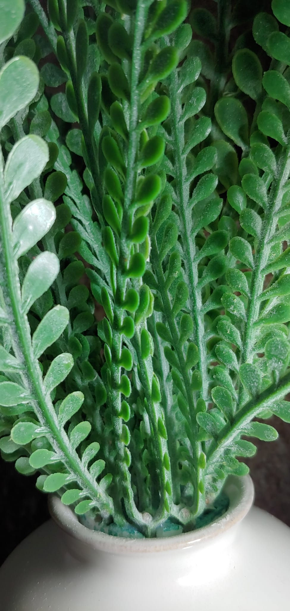 Thumbnail: Indoor Faux Plant in Ceramic Planter - 13 inches