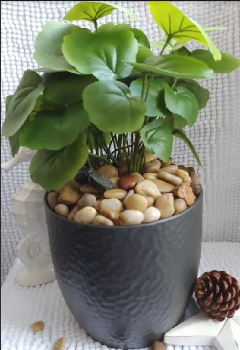 24" Artificial Tree Dollar plant in a black planter with mix Pebbles Stone.