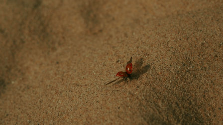 Still of "Pathless”, short film by Charlotte Verminck
