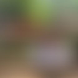 Templos, selvas y rascacielos (Bali, Java, Borneo y Singapur)