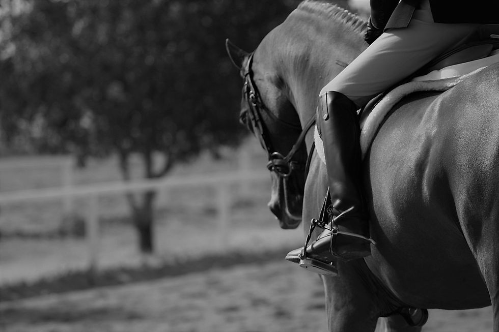 Reno-Tahoe Equestrian Centre | Specialities | Reno Tahoe Arabians