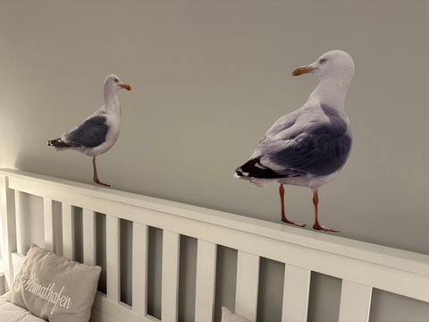 2 Möwen als Aufkleber auf der Wand sitzen wie auf der Bettkante