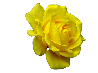 beautiful-yellow-rose_edited.png