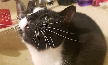 118358284_940065316511012_73782413222451