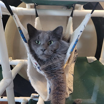 145298012_3722160747875740_4788237632247