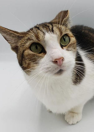 119741129_961751307675746_39843494310698