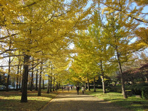 紅葉”狩り”【ほっとin福寿草】