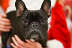 4paws-xmas-416.jpg