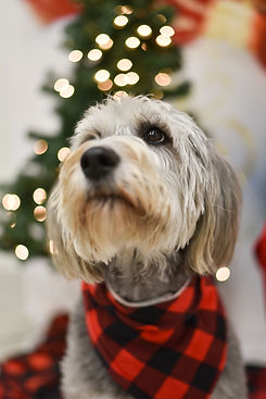 4paws website-10.jpg
