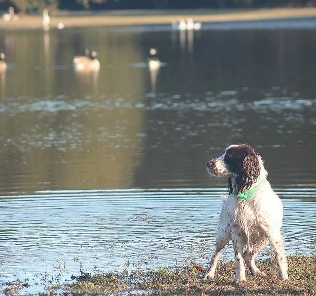 once a year flea treatment for dogs