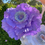 Thumbnail: Three colorful Anemones