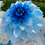 Thumbnail: “White & Blue” flower photozone 