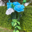 Thumbnail: “Sky-blue Anemones” bouquet 