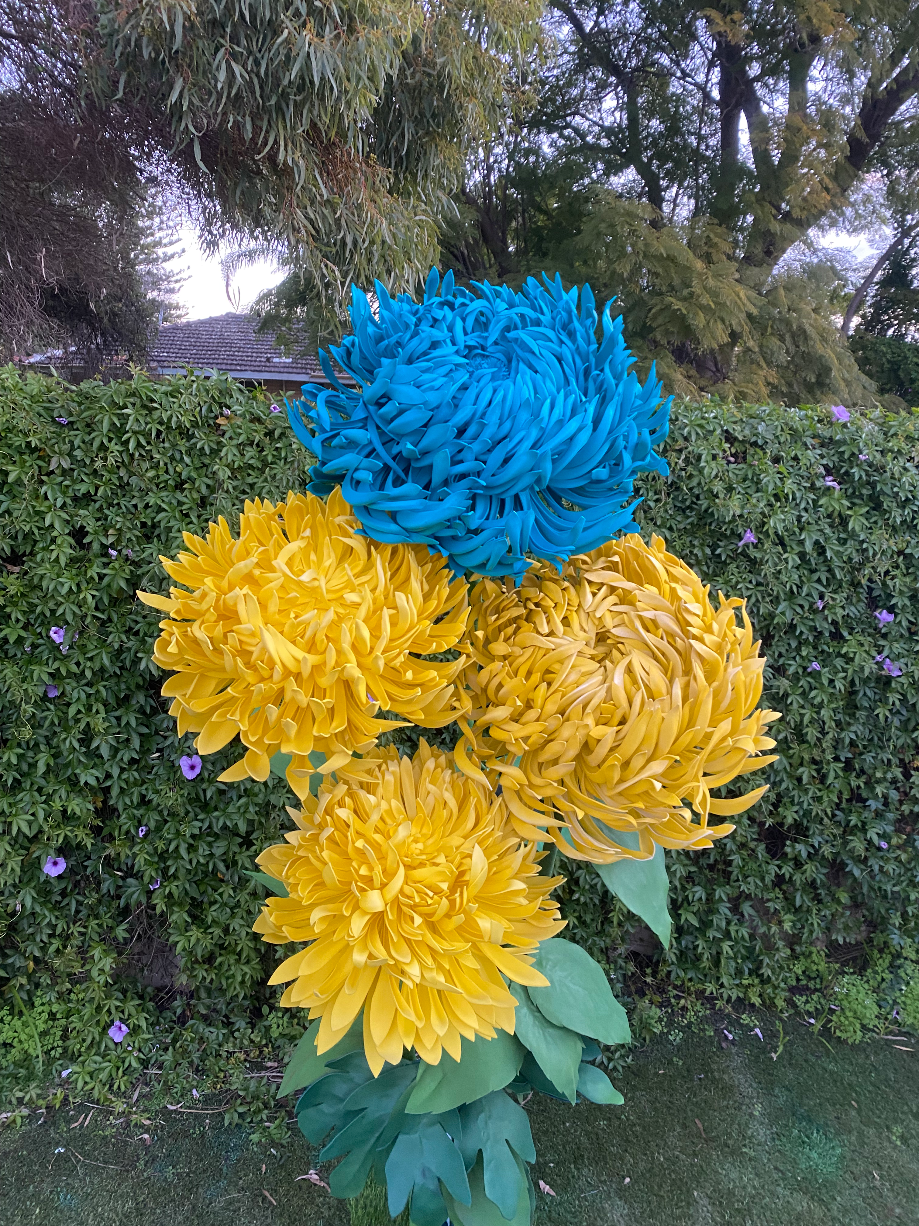 Golden Lagoon Asters