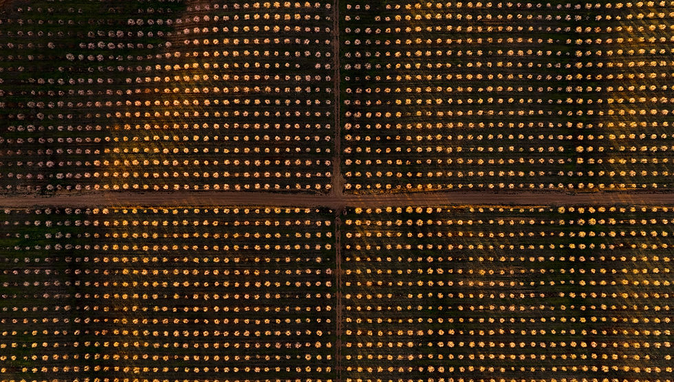 MCapital_Almond Orchard_Geometry_05.jpg