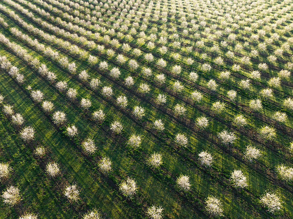 MCapital_Almond Orchard_Geometry_02.jpg