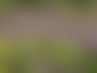 Profumo di Tradizione: Festa della Lavanda con Distillazione in piazza
